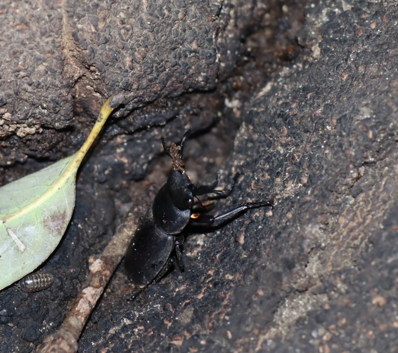 コクワガタ♂（洞から出すと怒った）_第2のシラカシ_2023年10月16日19時40分気温 19.9